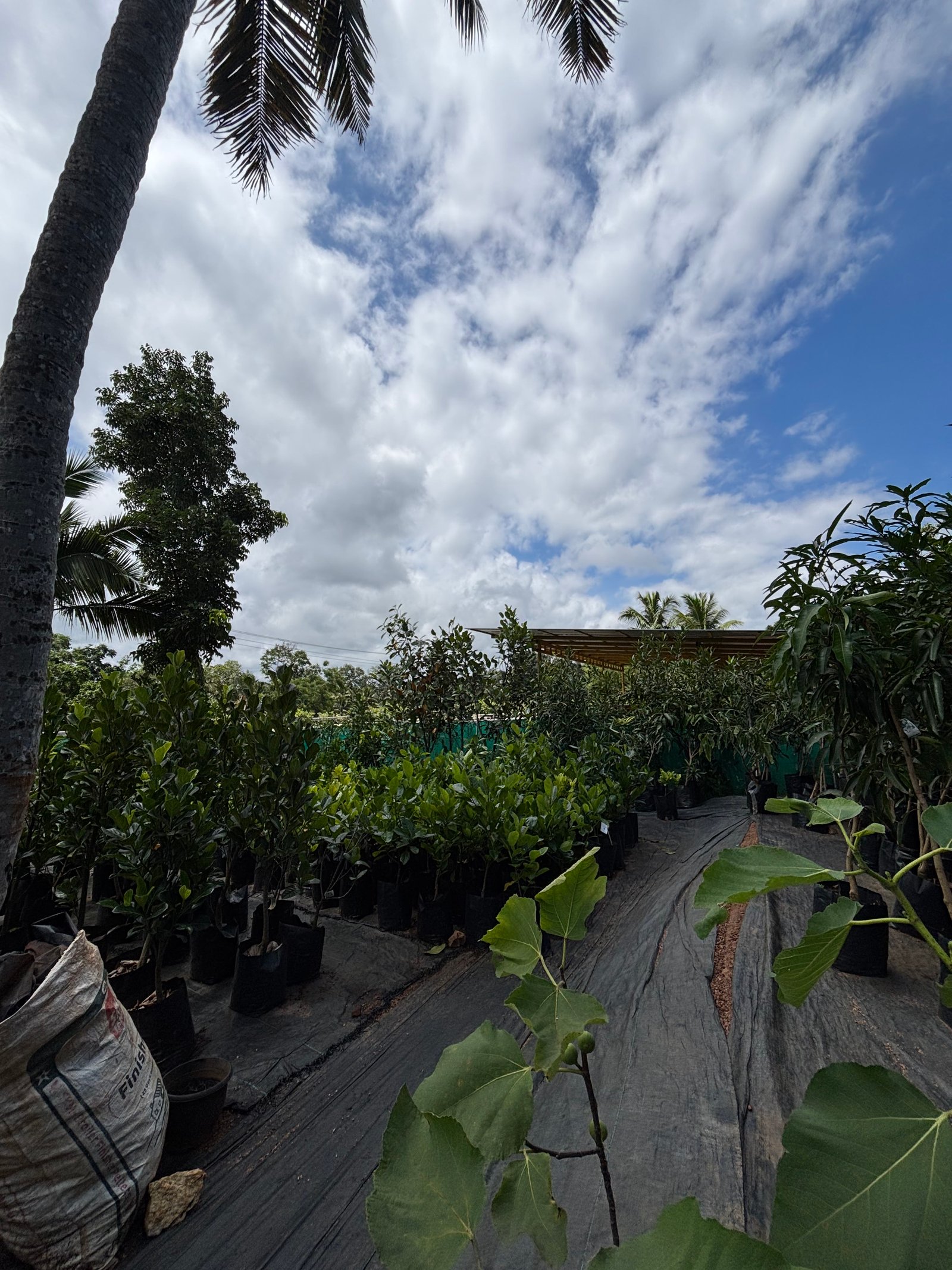 Shutter Project: Nursery Views
