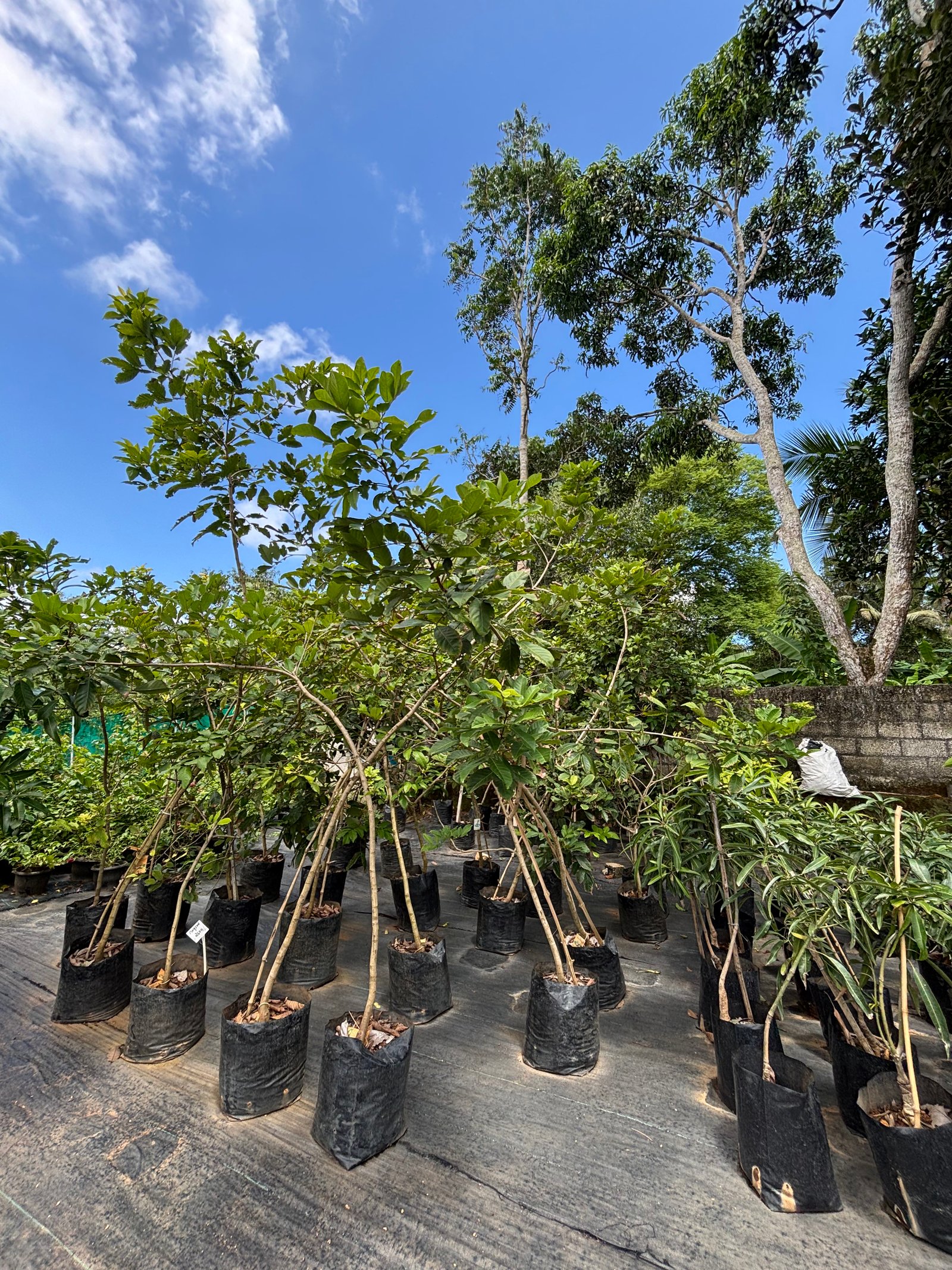 Shutter Project: Nursery Views