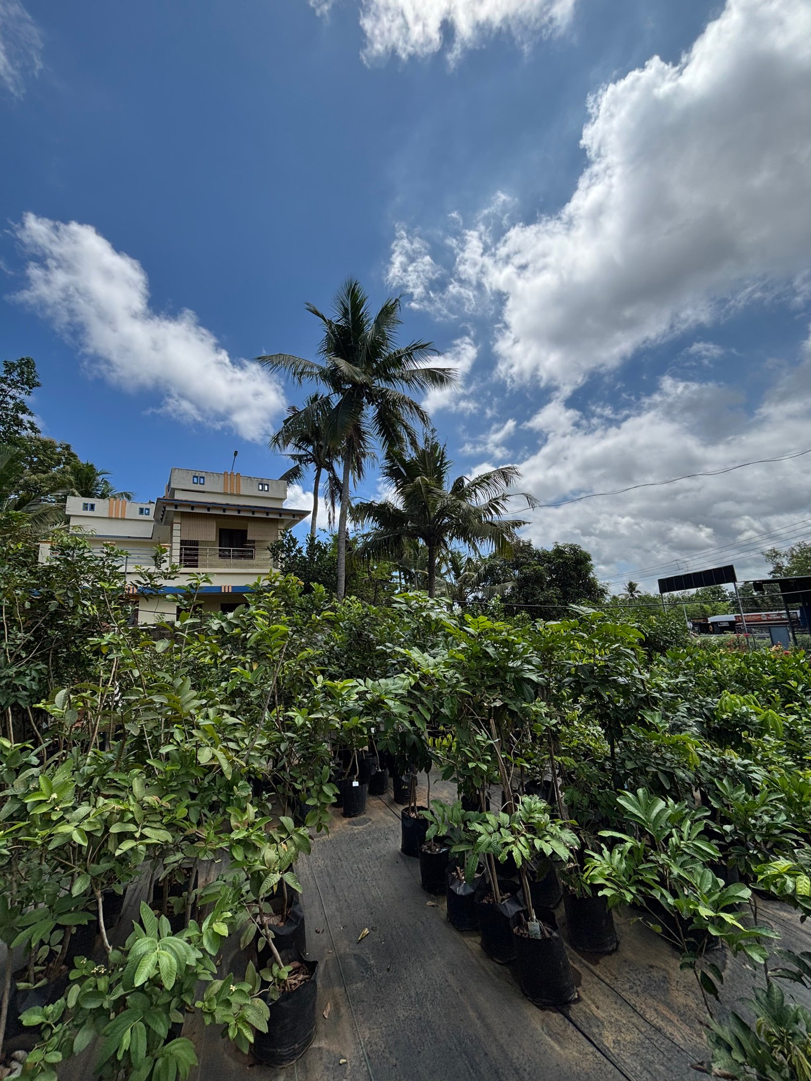 Shutter Project: Nursery Views