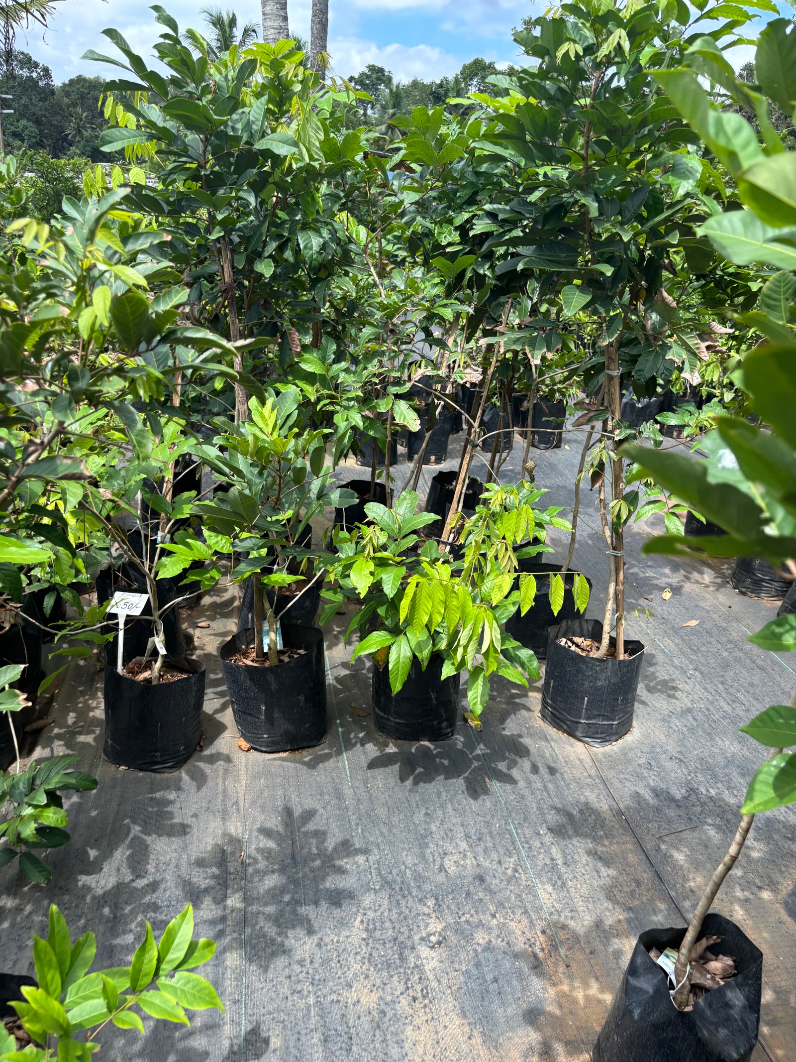 Shutter Project: Nursery Views