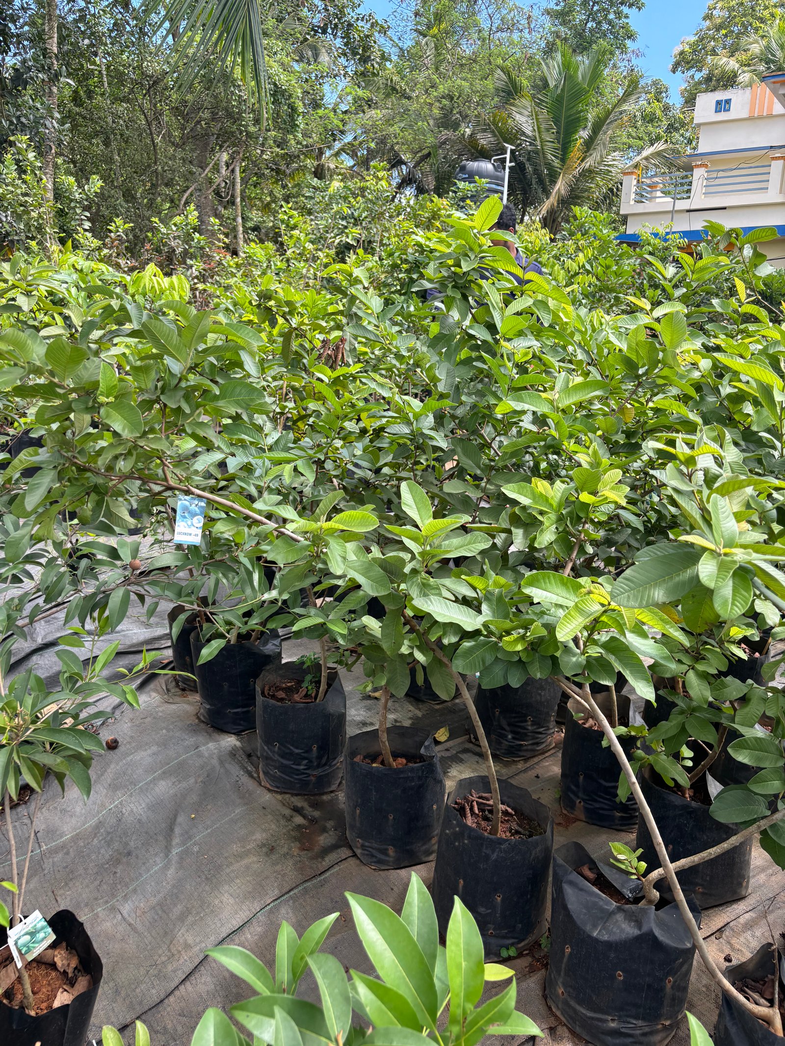 Coco Peat & Red Soil
