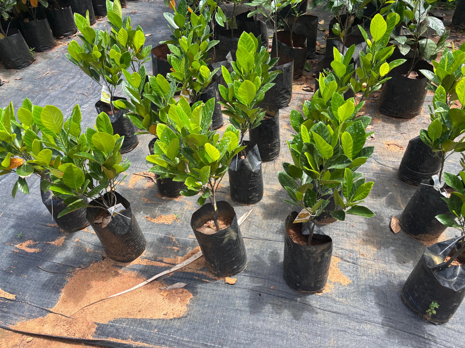 Grow Bags & Sheets
